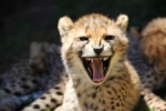 Angry cheetah